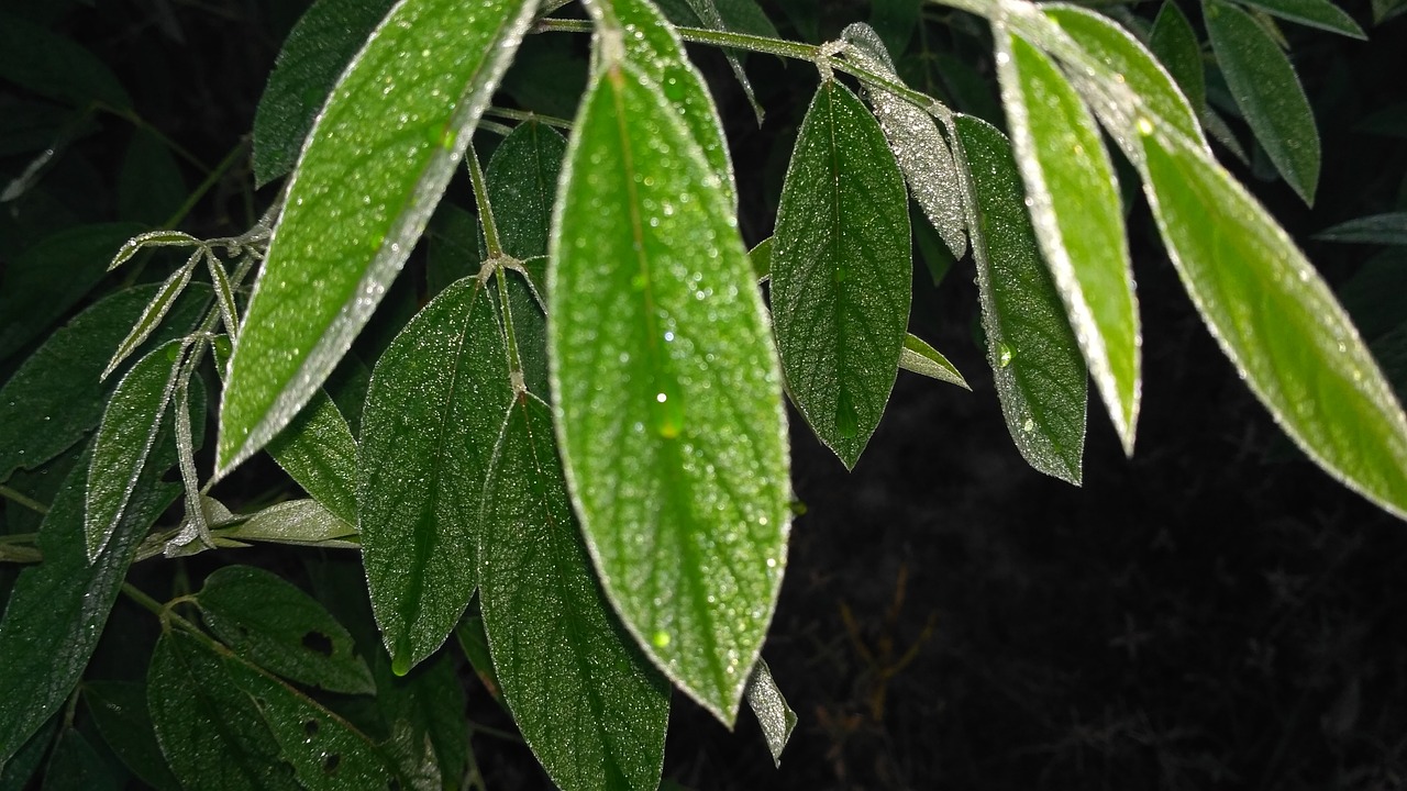 最新解答，头痛不再愁，这些草药是你的自然疗愈师