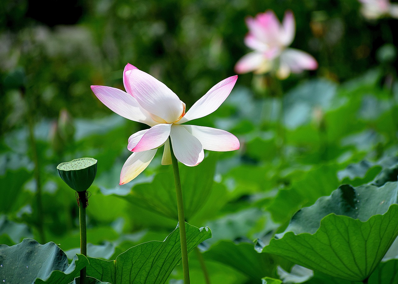 揭秘蹄甲瓣，探寻这一独特中药材的奥秘