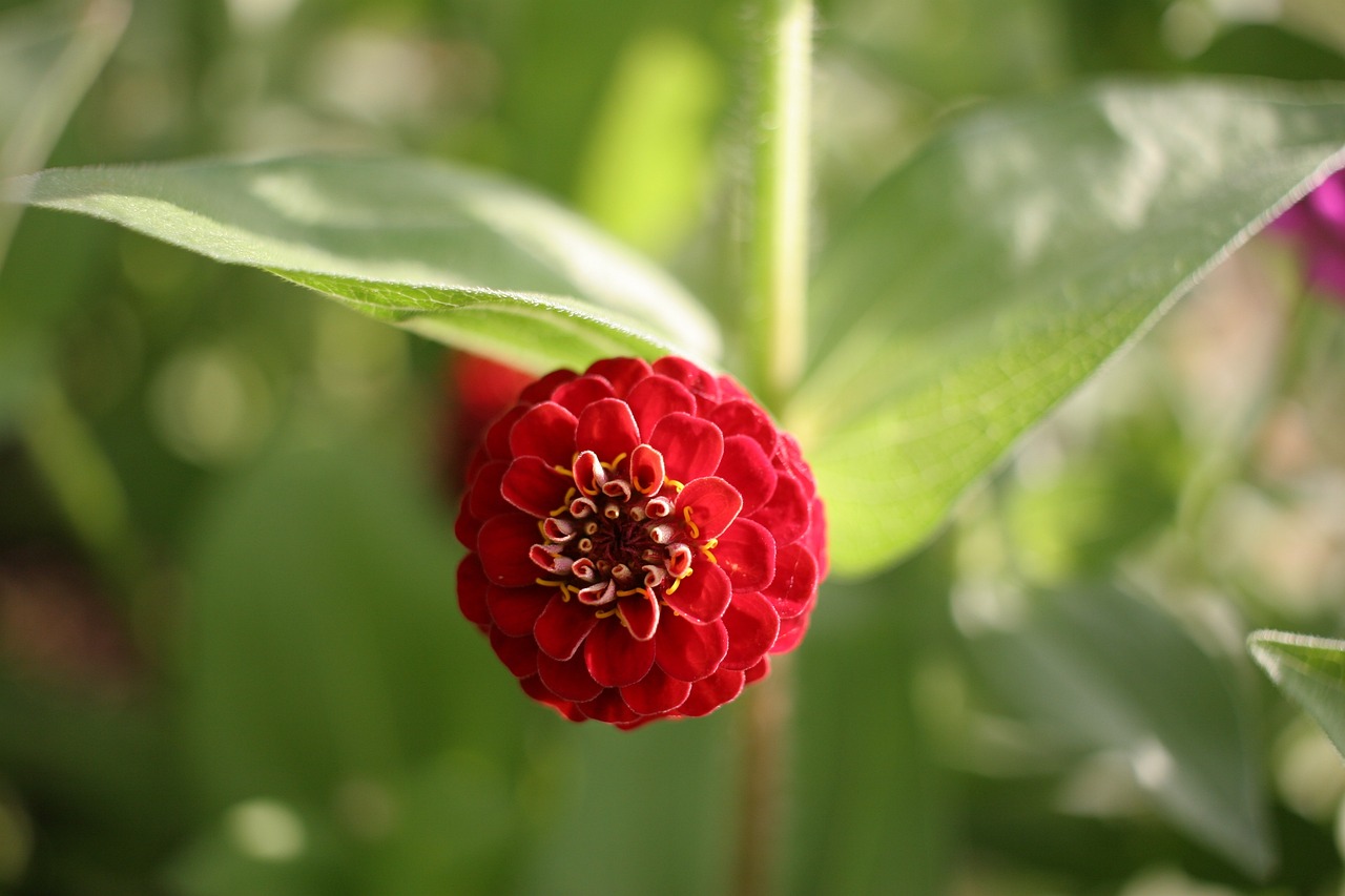 桃花花瓣的神奇功效，解锁自然之美的密钥