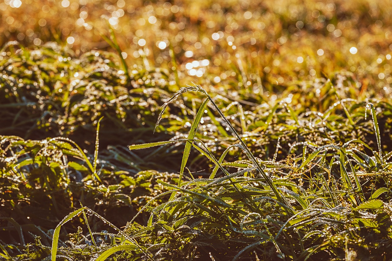 附片药理作用全解析，传统药材的现代科学解读