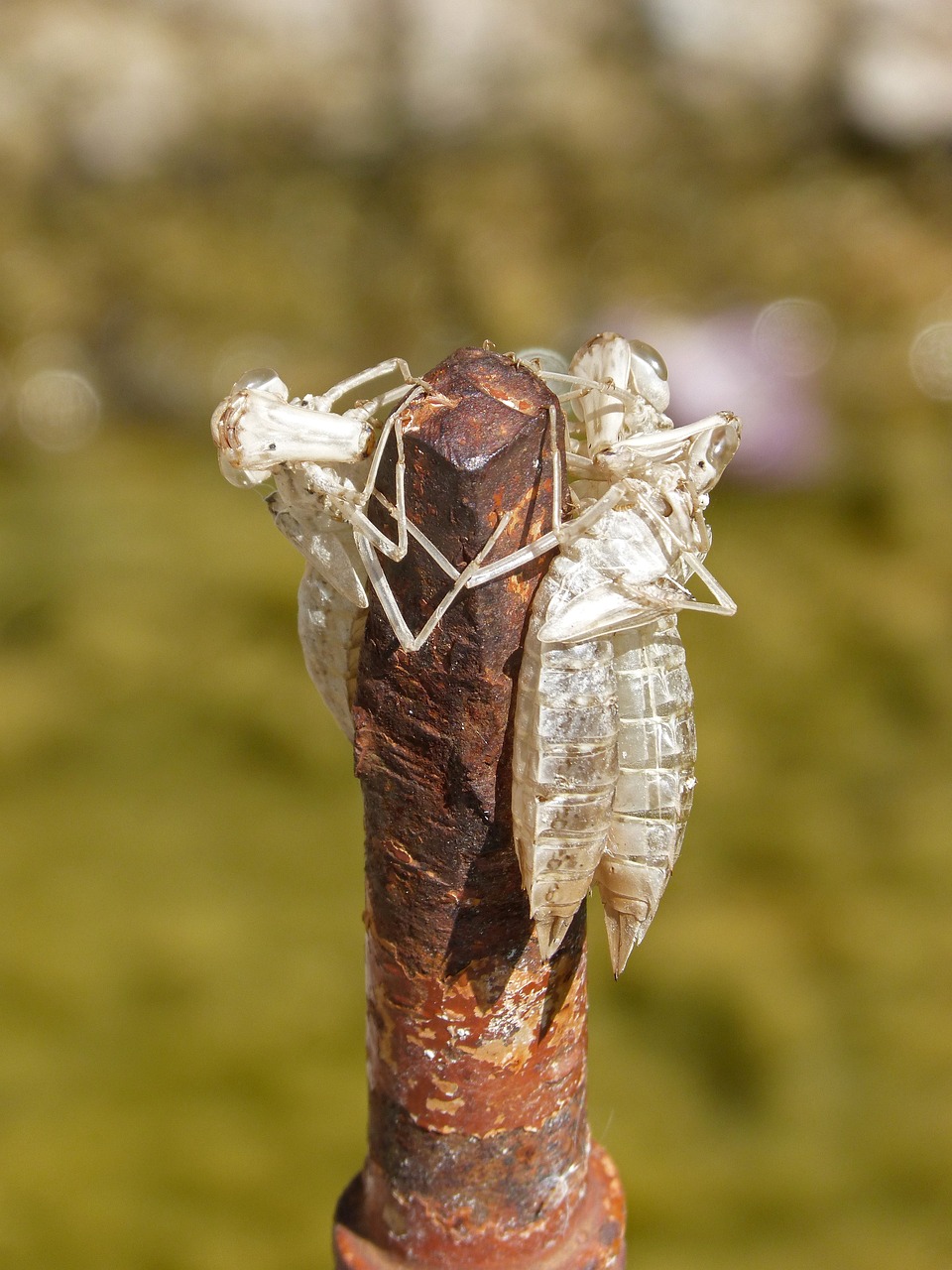 椿树皮功效全解析，传统药材的现代应用新解